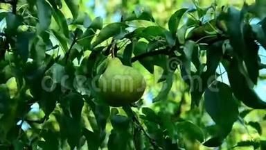 成熟的<strong>梨子</strong>聚集在水果园里。